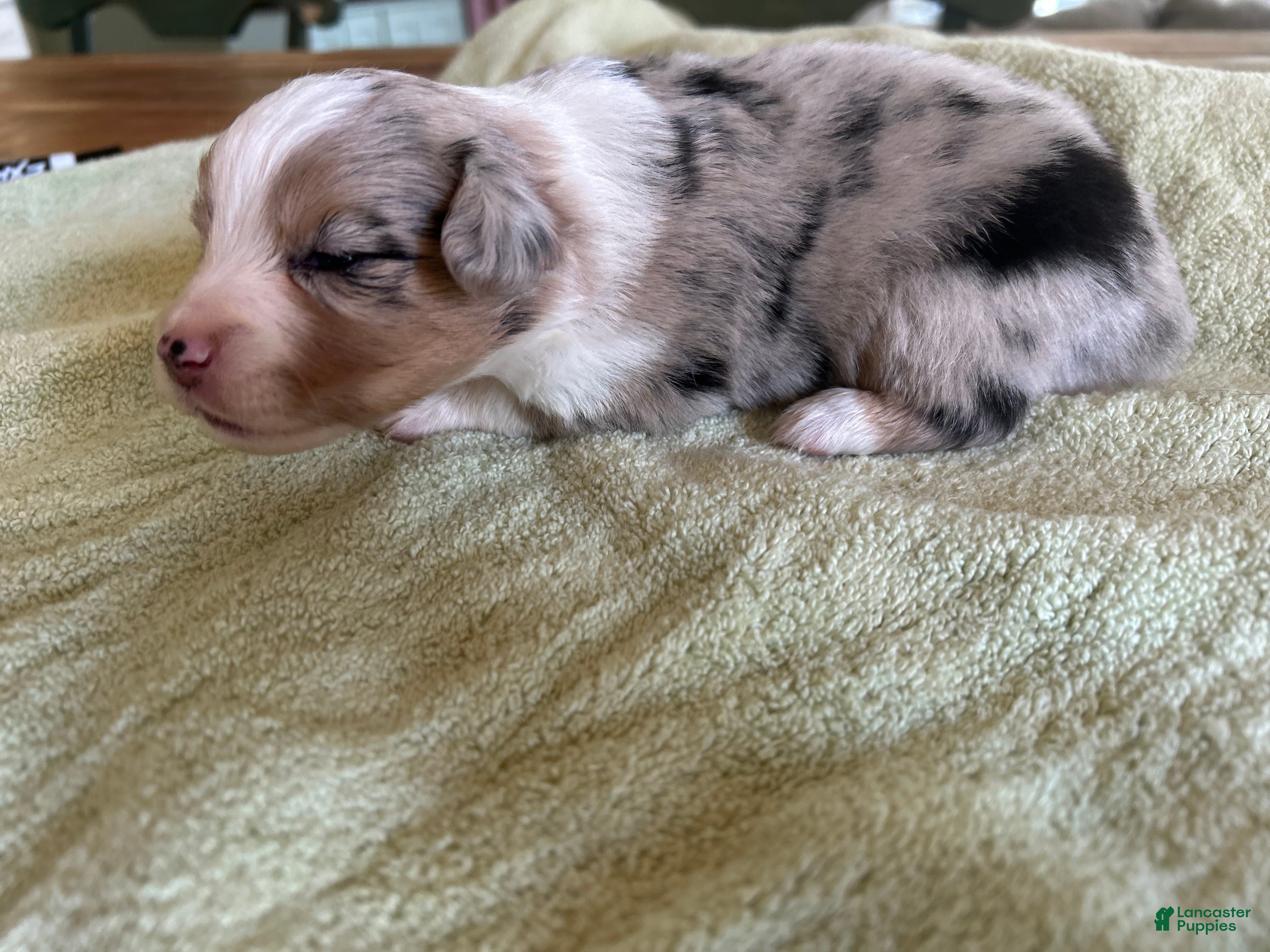 Mixed Breed dogs Leo - Ad 2