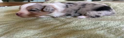 Mixed Breed dogs for sale: Leo - Ad 2