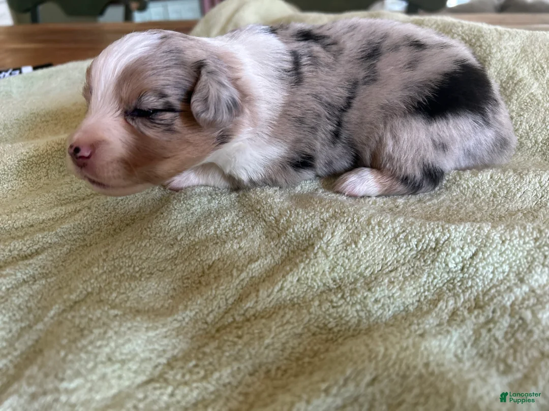 Mixed Breed dogs for sale: Leo - Ad 2