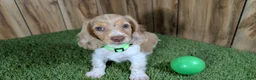 Miniature Dachshund dogs for sale: Sweetie Boy 5 - Ad 2
