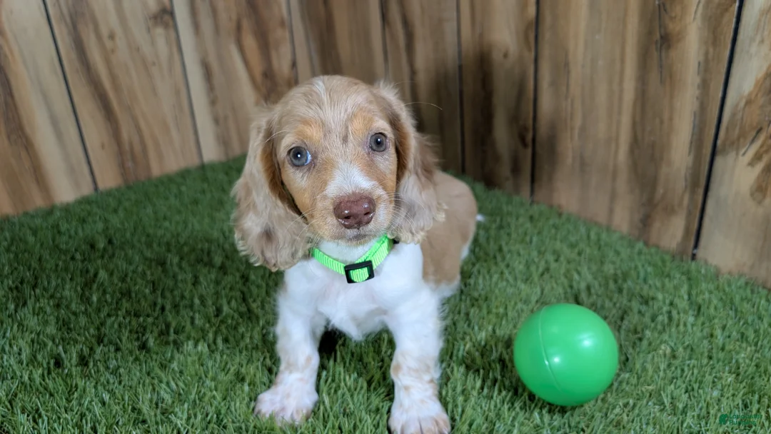 Miniature Dachshund dogs for sale: Sweetie Boy 5 - Ad 2
