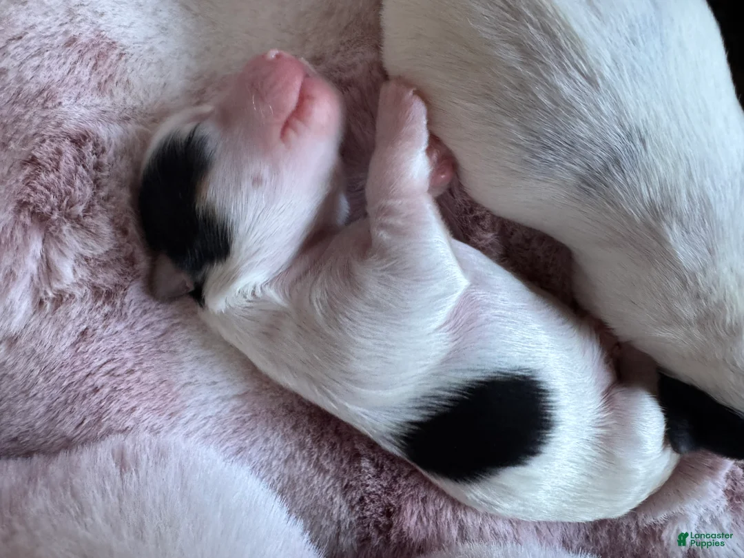 Mixed Breed dogs for sale: Mixed Breed 3 - Ad 1