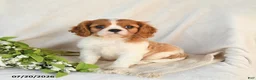 Cavalier King Charles Spaniel dogs for sale: Jasper - Ad 1