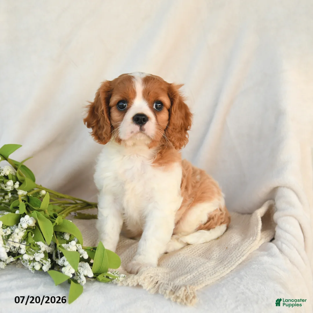 Cavalier King Charles Spaniel dogs for sale: Jasper - Ad 1