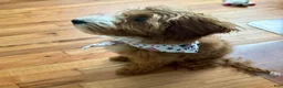 Irish Doodle dogs for sale: Irish Doodle 1 - Ad 3
