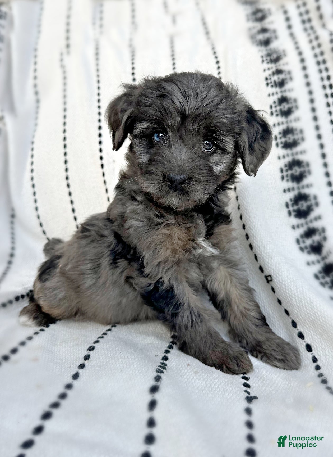 Mini Aussiedoodle dogs Remy - Ad 23