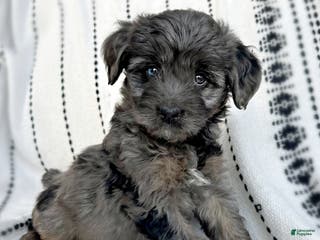 Mini Aussiedoodle dogs Remy - Ad 23