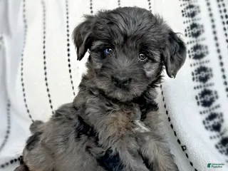 Mini Aussiedoodle dogs Remy - Ad 42