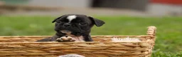 Frenchton dogs for sale: BAILEY - Ad 4