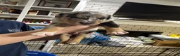 Mixed Breed dogs for sale: Mixed Breed 2 - Ad 2