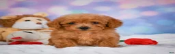 Cavapoo dogs for sale: Dash - Ad 11