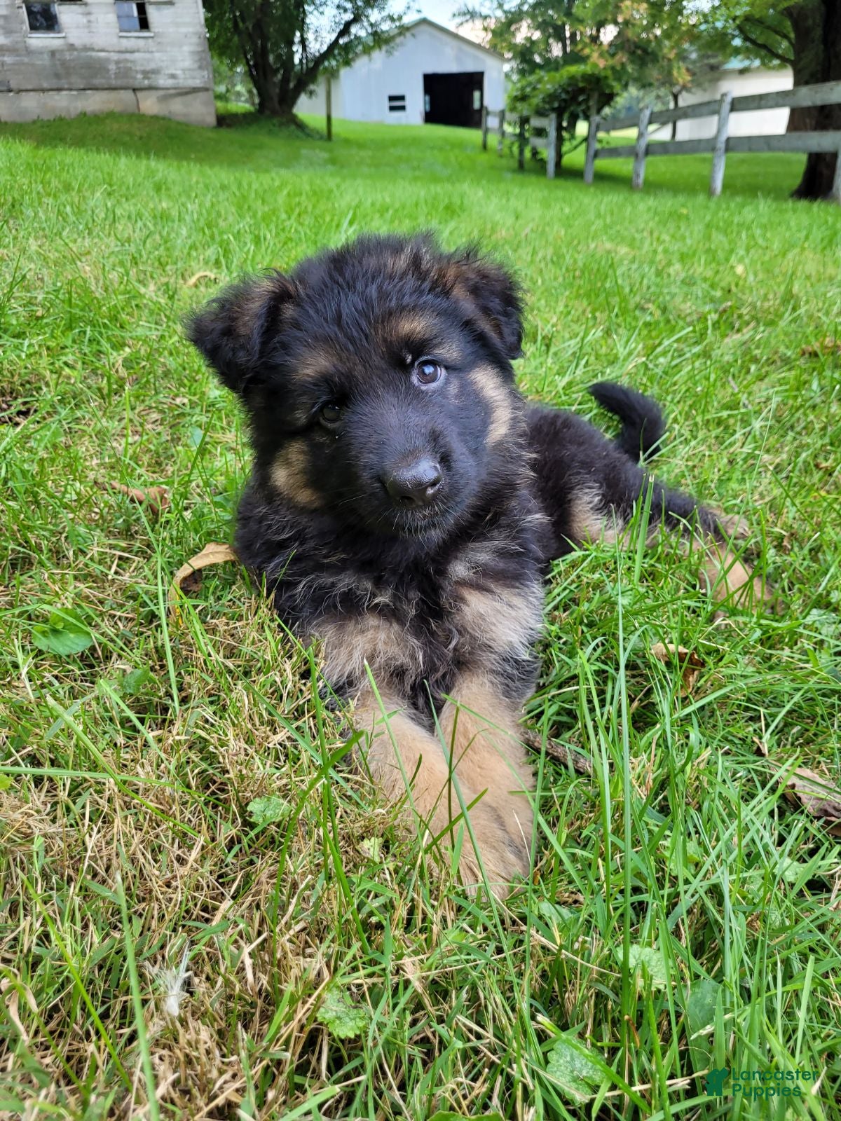 German Shepherd dogs Rocky - Ad 2