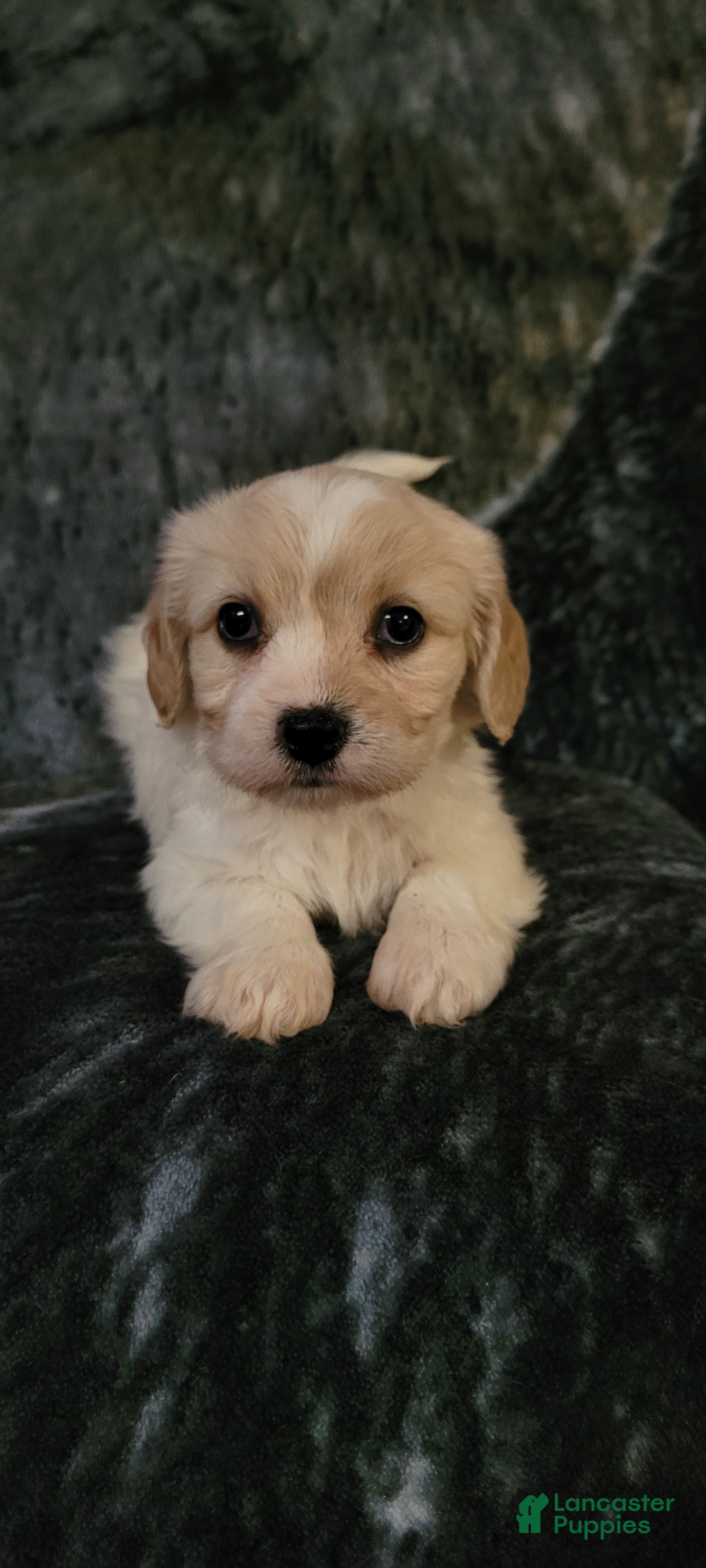 Cavachon dogs Chloe - Ad 28