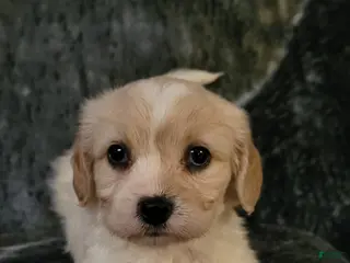 Cavachon dogs Chloe - Ad 19