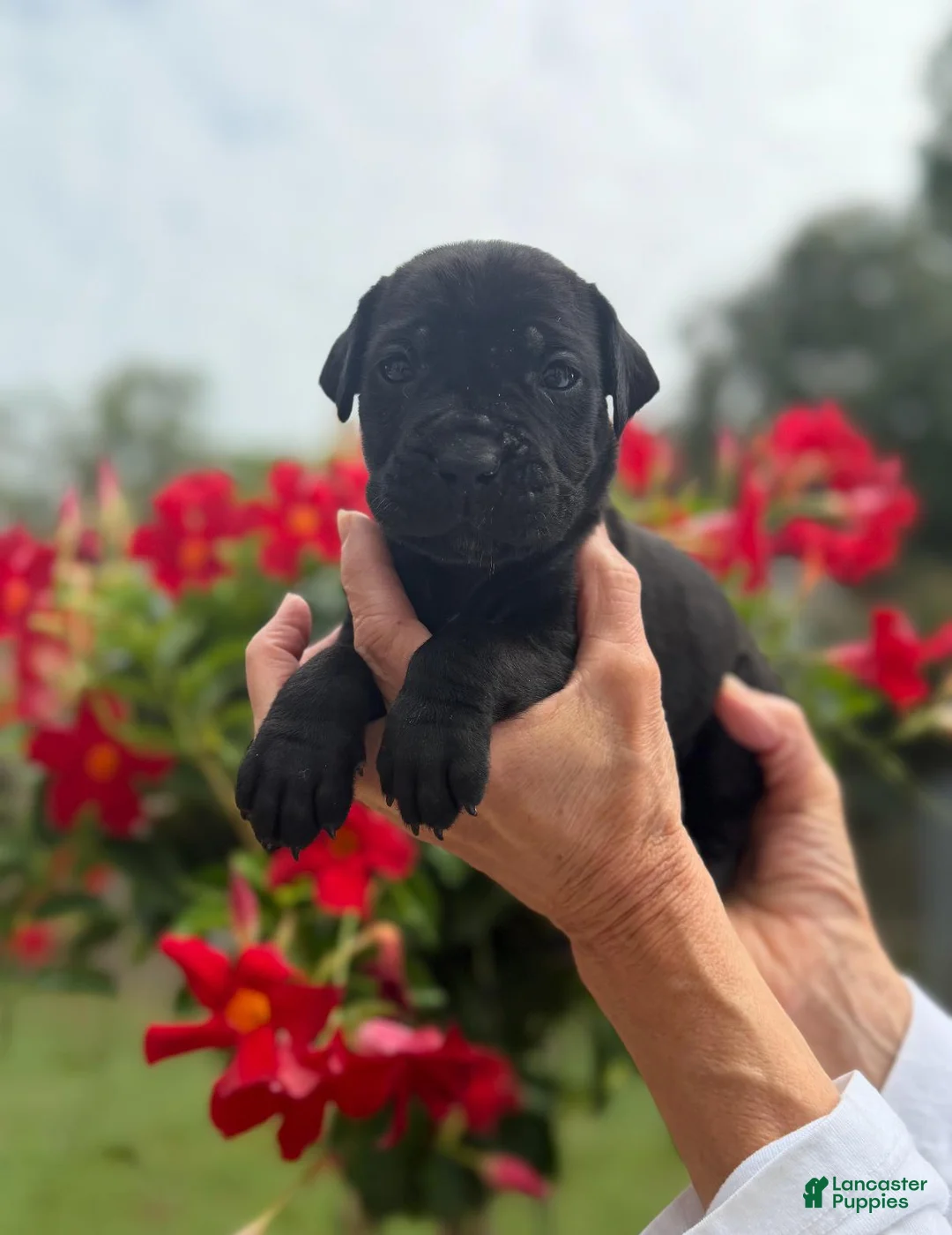 Cane Corso dogs for sale: Cane Corso (Pink) - Ad 1