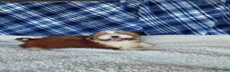 Shih Tzu dogs for sale: DOLLY - Ad 11