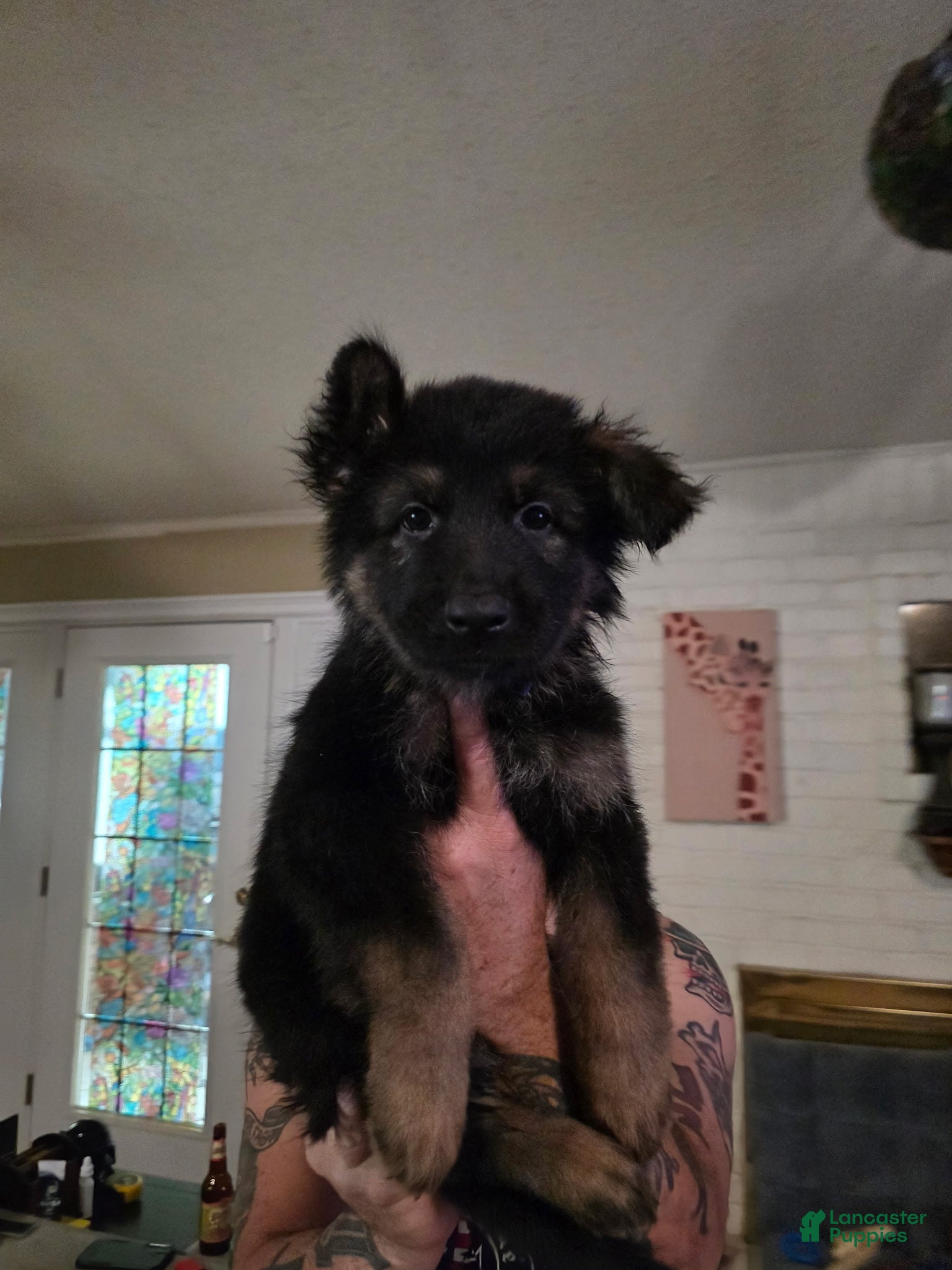 German Shepherd dogs German Shepherd 5 - Ad 1