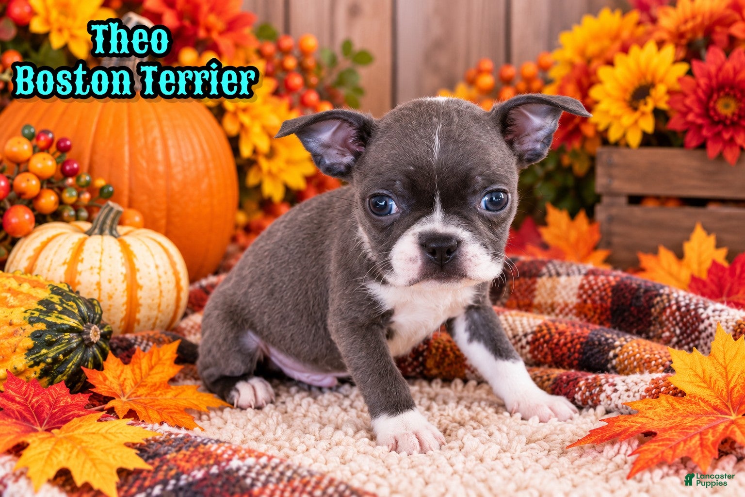 Boston Terrier dogs for sale: Theo Male Boston Terrier - Ad 1