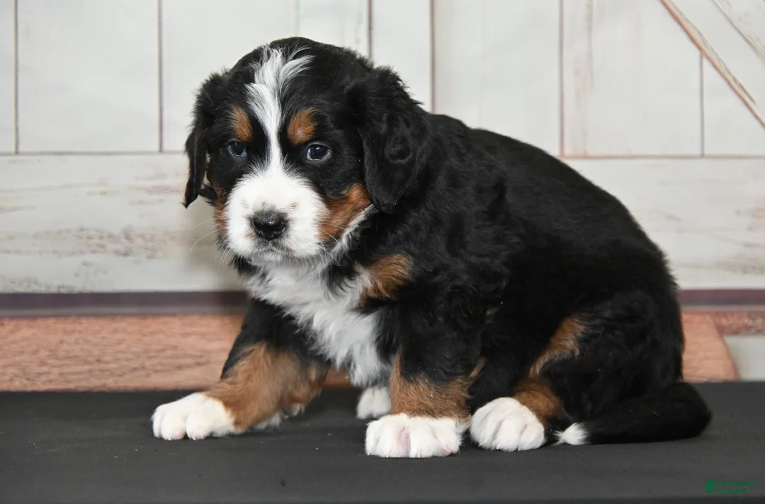 Bernese Mountain Dog dogs for sale: Helga AKC - Ad 2