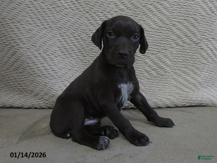 German Shorthaired Pointer dogs Natasha - Ad 2