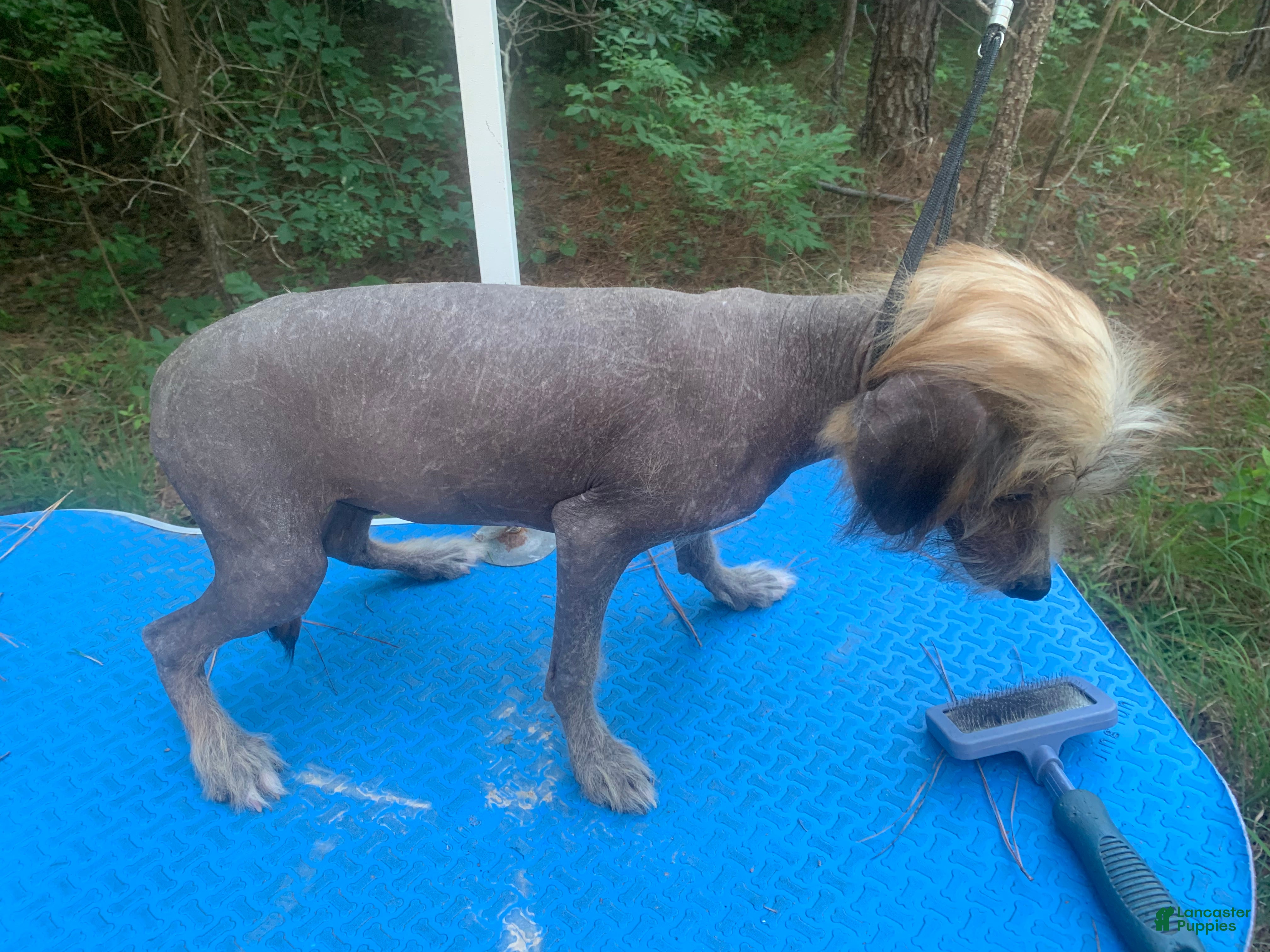 Chinese Crested dogs for sale: Chinese Crested 1 - Ad 1