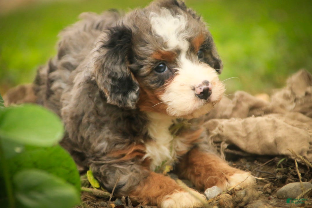 Bernedoodle dogs Everest Miniature Bernedoodle  - Ad 2