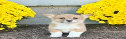 Welsh Corgi Pembroke dogs for sale: Sally - Ad 2