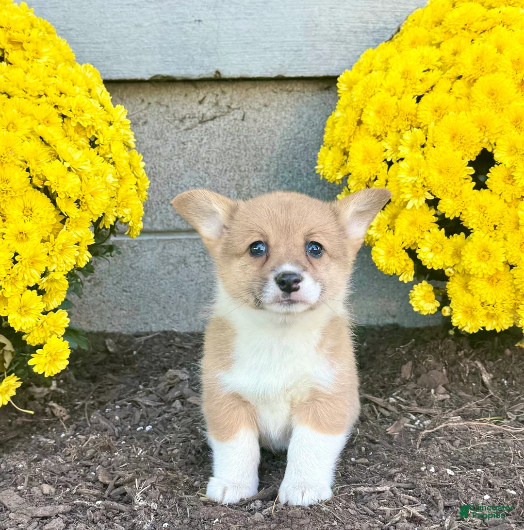 Welsh Corgi Pembroke dogs for sale: Sally - Ad 2