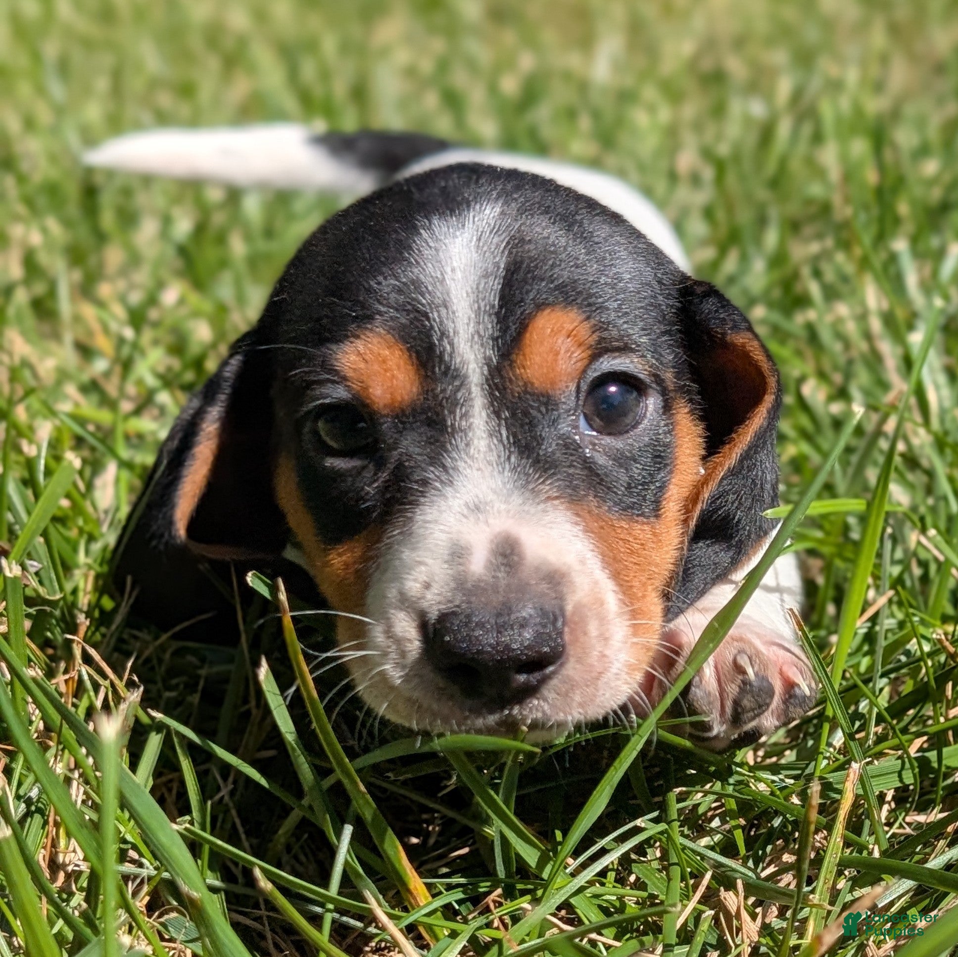 Miniature Dachshund dogs Churro - Ad 33
