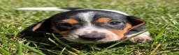 Miniature Dachshund dogs for sale: Churro - Ad 1