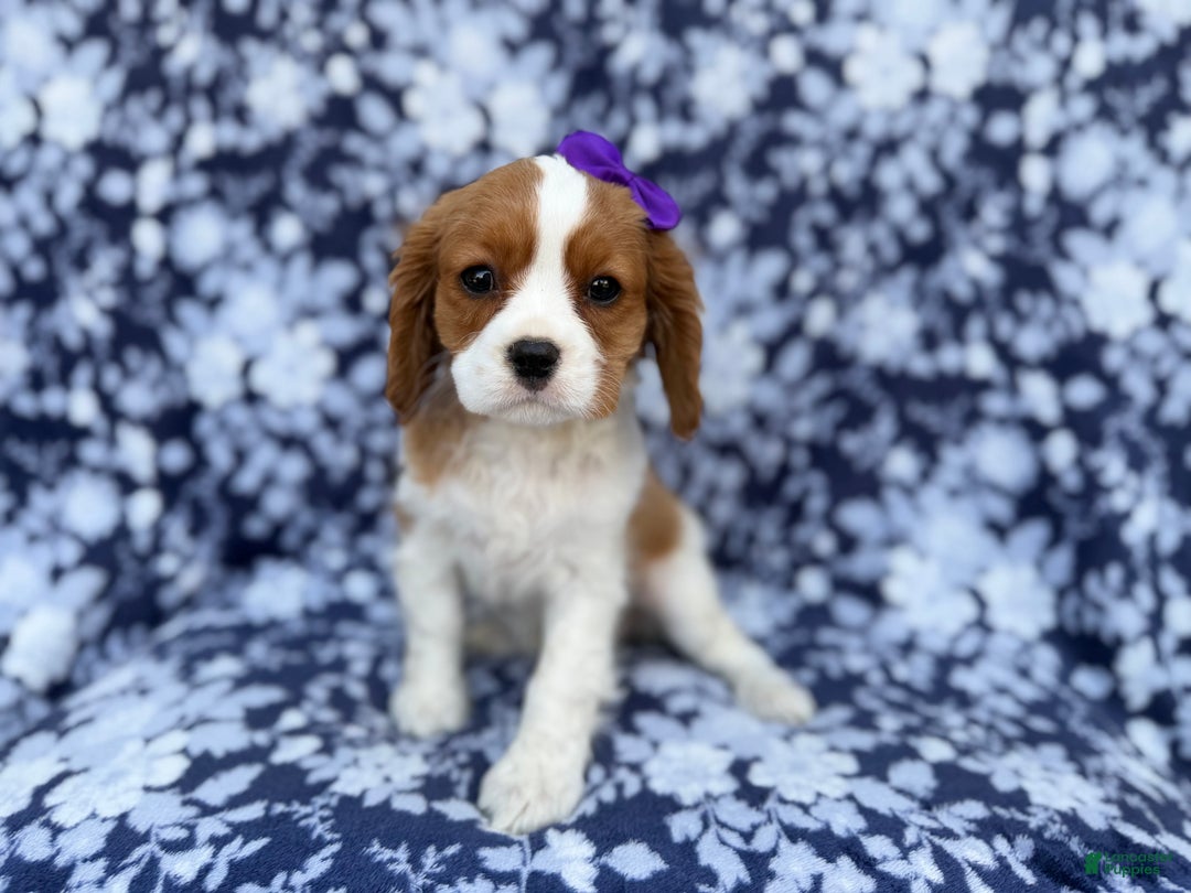 Cavalier King Charles Spaniel dogs for sale: Snowflake  - Ad 4
