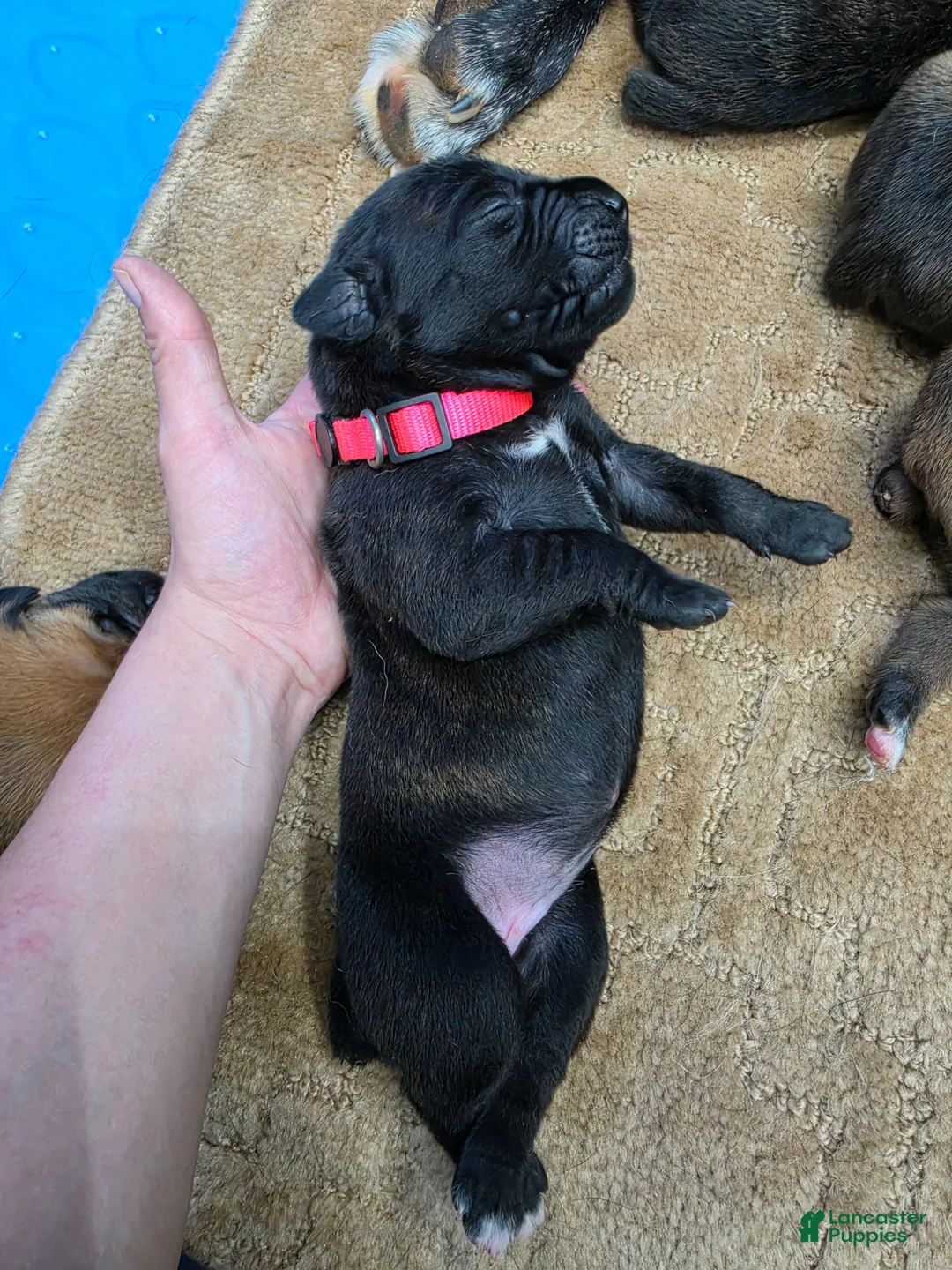 Cane Corso dogs for sale: Cane Corso Puppy 7 - Ad 1