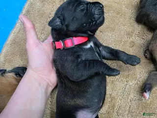 Cane Corso dogs Cane Corso Puppy 7 - Ad 10