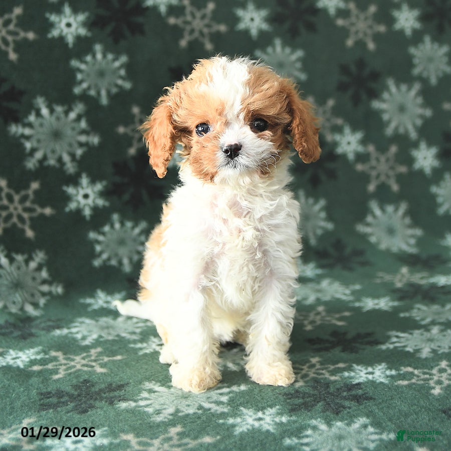 Cavapoo dogs Tiny - Ad 6