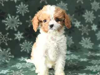Cavapoo dogs Tiny - Ad 6