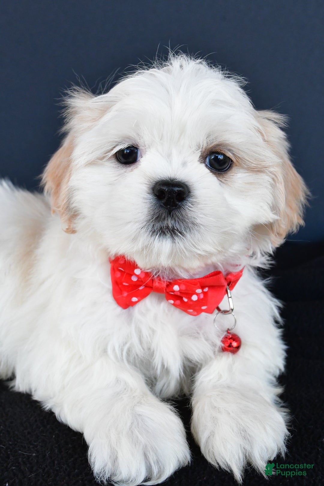 Shih Tzu dogs for sale: Riley - Ad 6