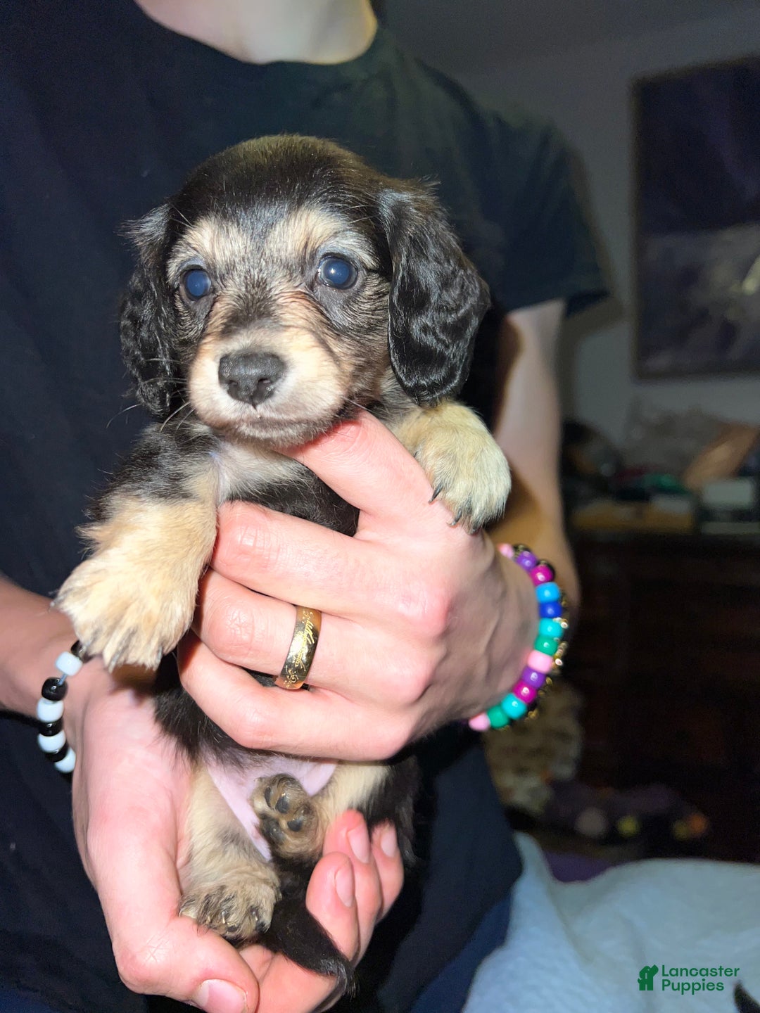 Miniature Dachshund dogs for sale: Black and cream South african - Ad 1