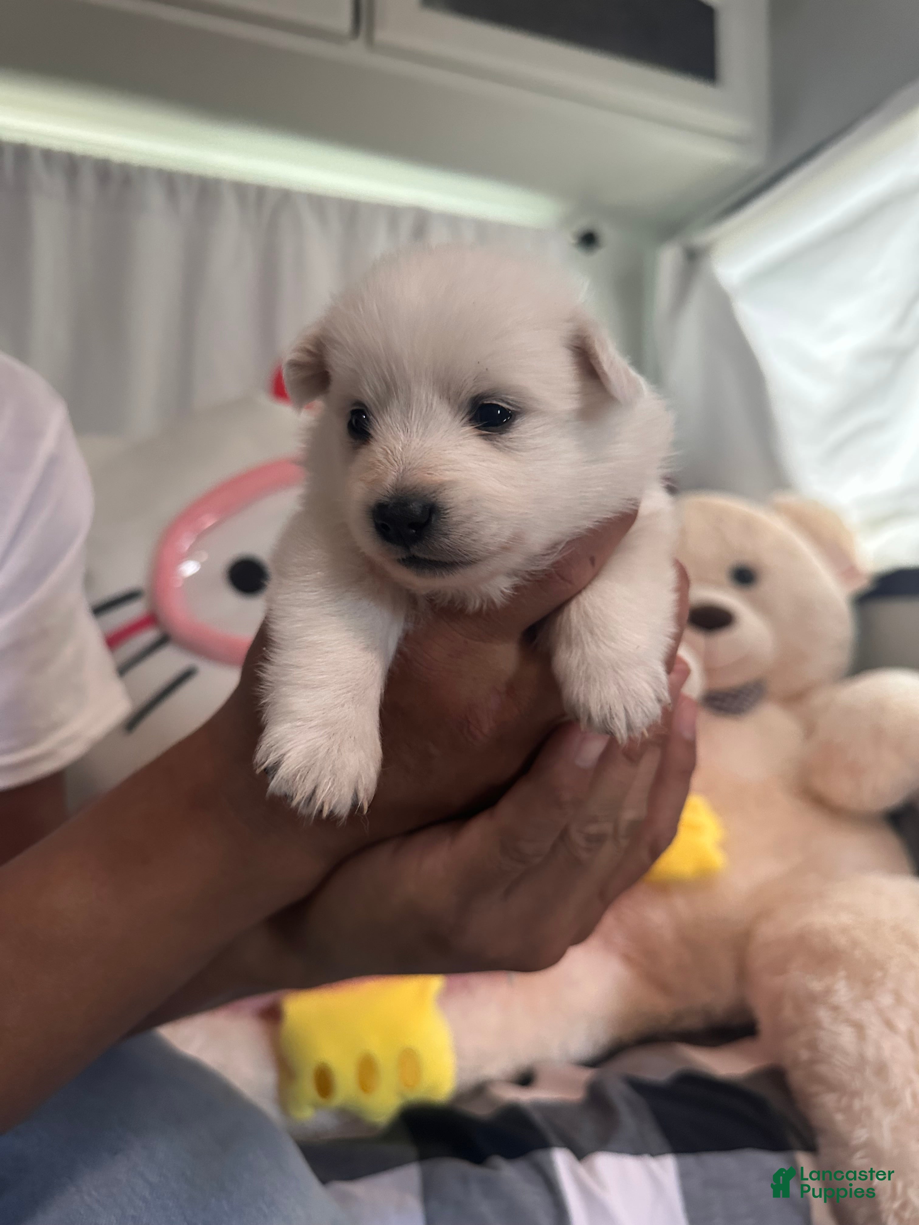 American Eskimo Puppy 1