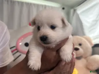 American Eskimo dogs American Eskimo Puppy 1 - Ad 5
