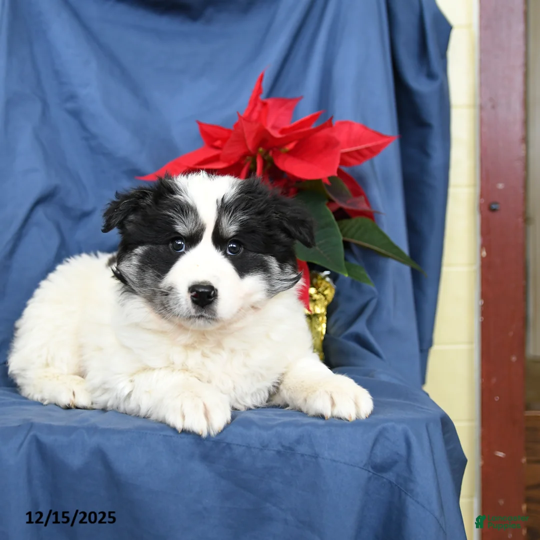 Mixed Breed dogs for sale: Colby - Ad 2