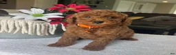 Mini Goldendoodle dogs for sale: Rylie - Ad 1