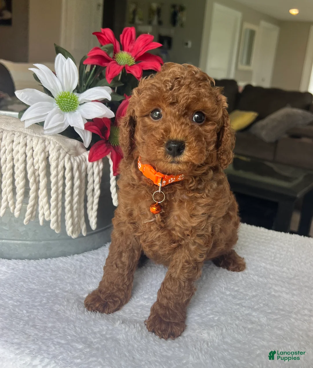 Mini Goldendoodle dogs for sale: Rylie - Ad 1
