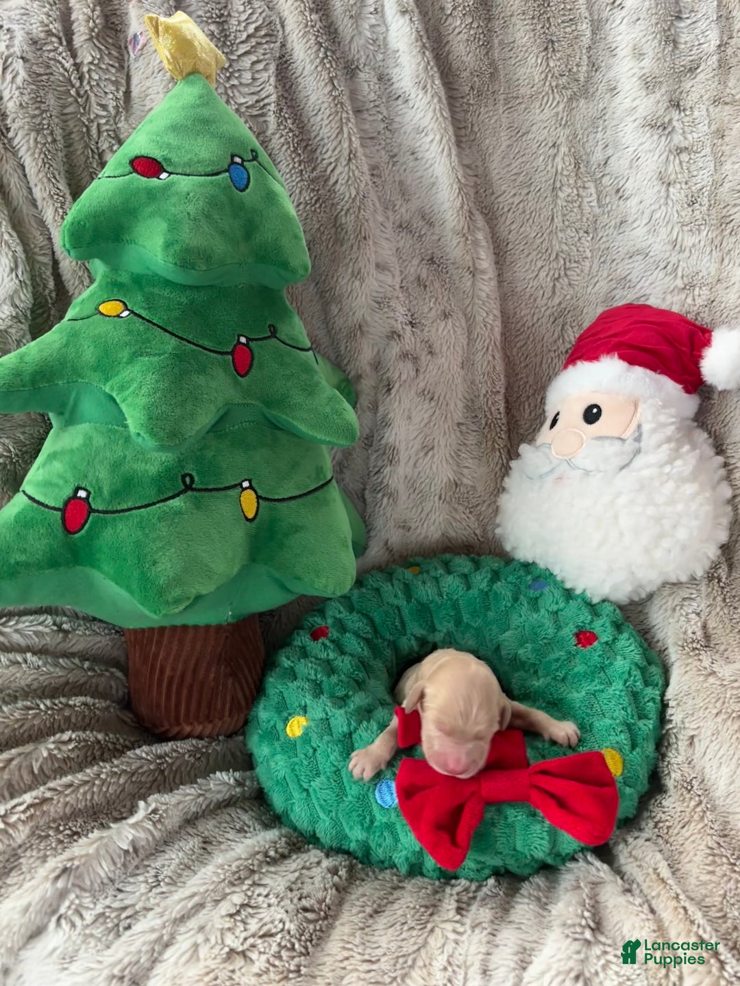 Goldendoodle dogs for sale: Cyprus - Ad 7