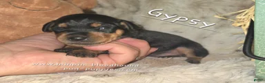 Gypsy 