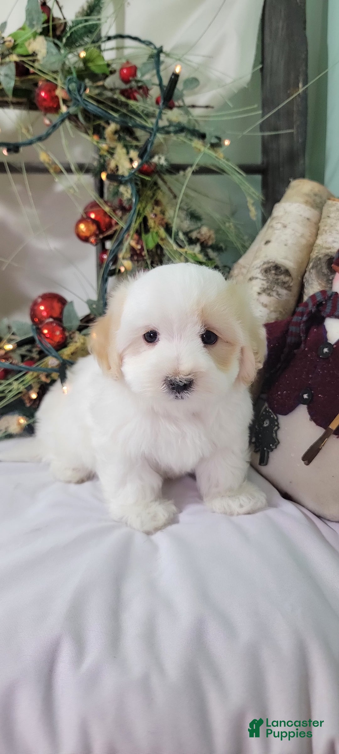 Maltipoo dogs for sale: Mason - Ad 5