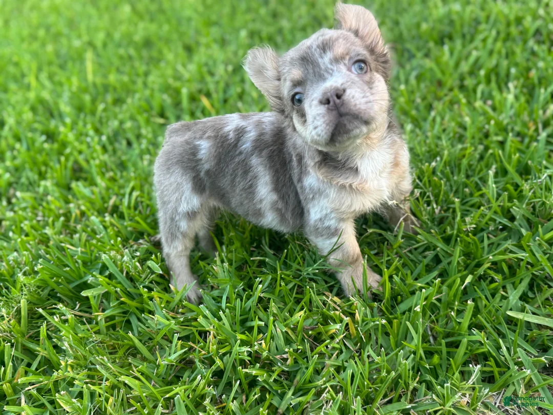 French Bulldog dogs for sale: Braveheart - Ad 2