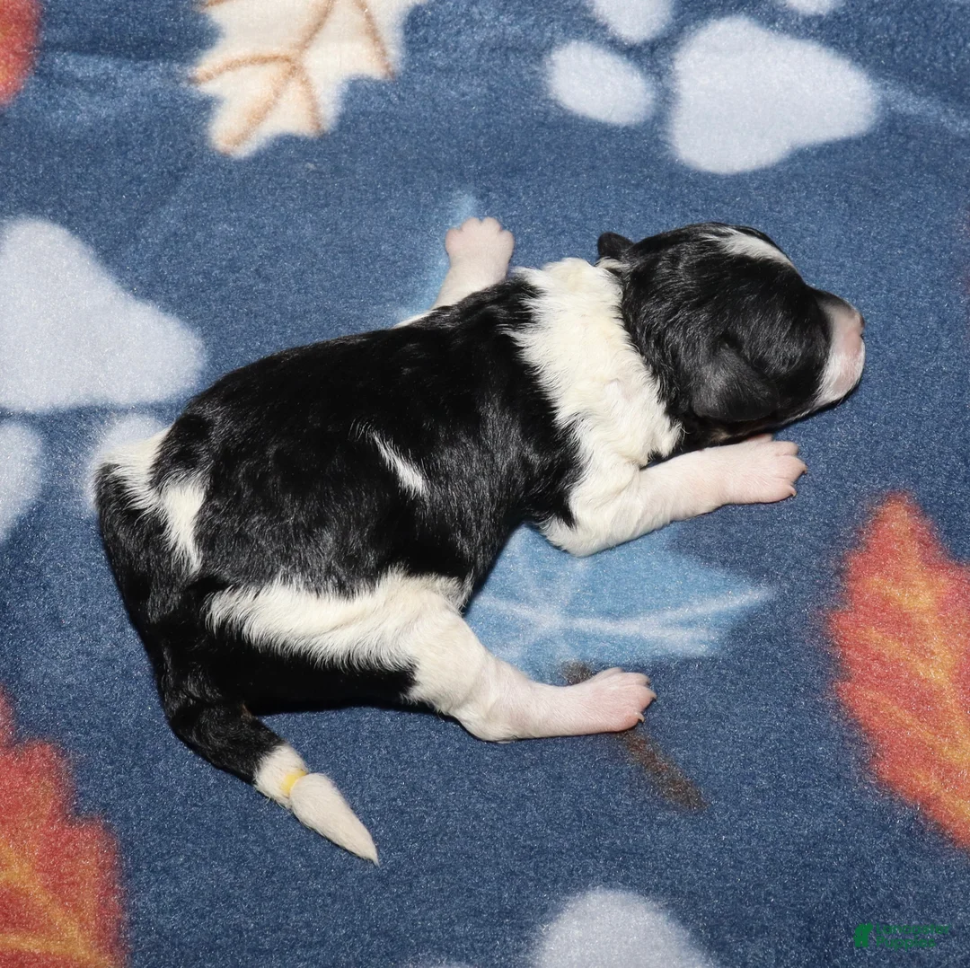 Miniature Poodle dogs for sale: Harlee’s Bk&W male - Ad 2