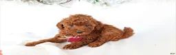 Miniature Poodle dogs for sale: Luna - Ad 5