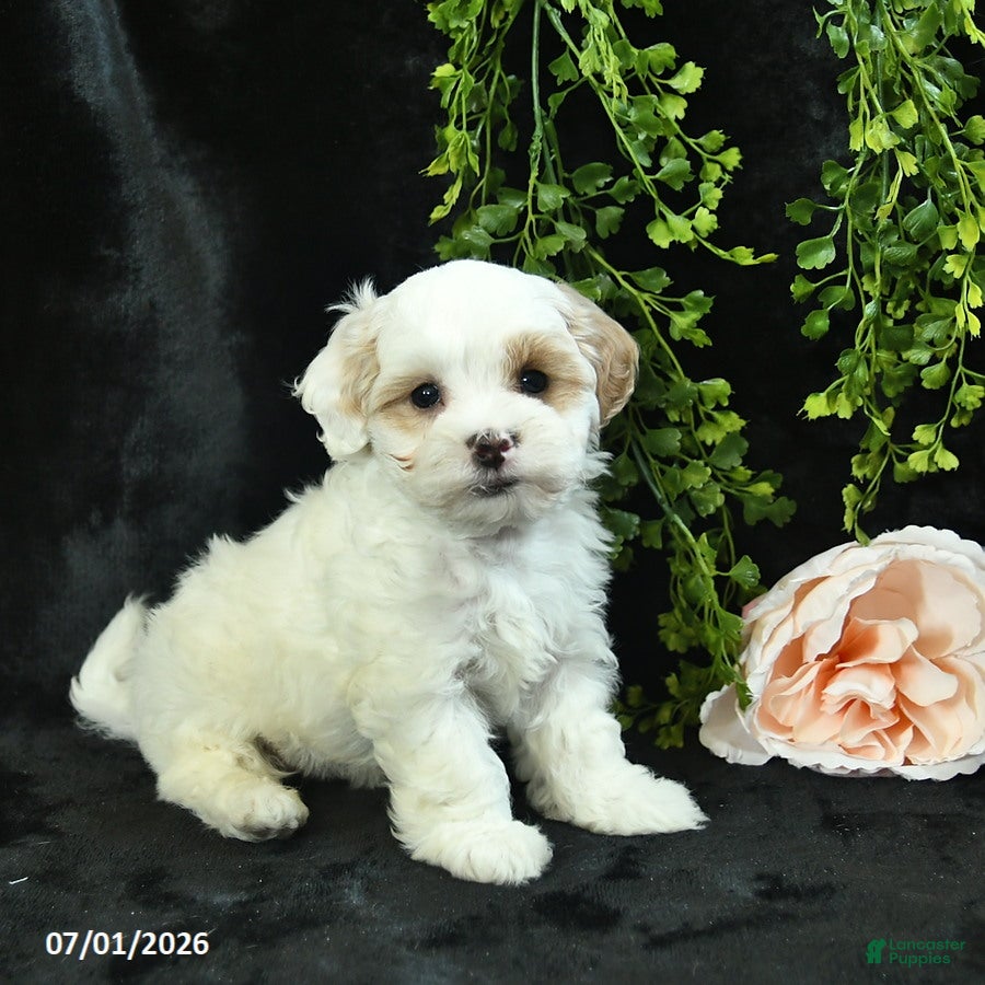 Maltipoo dogs for sale: Henry  - Ad 1