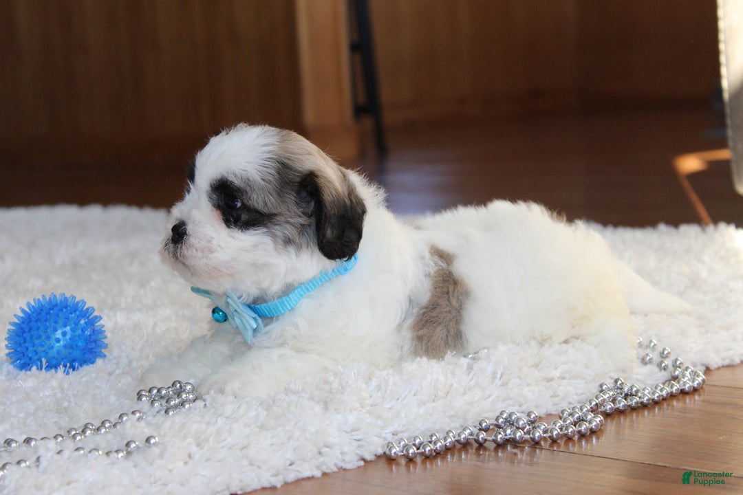 Teddy Bear dogs for sale: Logan - Ad 13